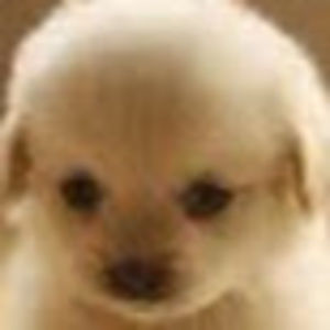 Meet your Posher, Nina